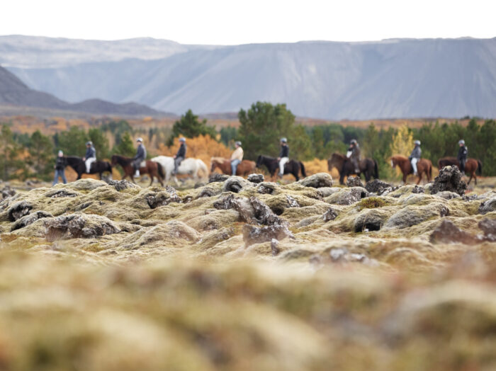 icelandic horse riding tour