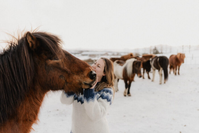 Iceland Horses are very friendly