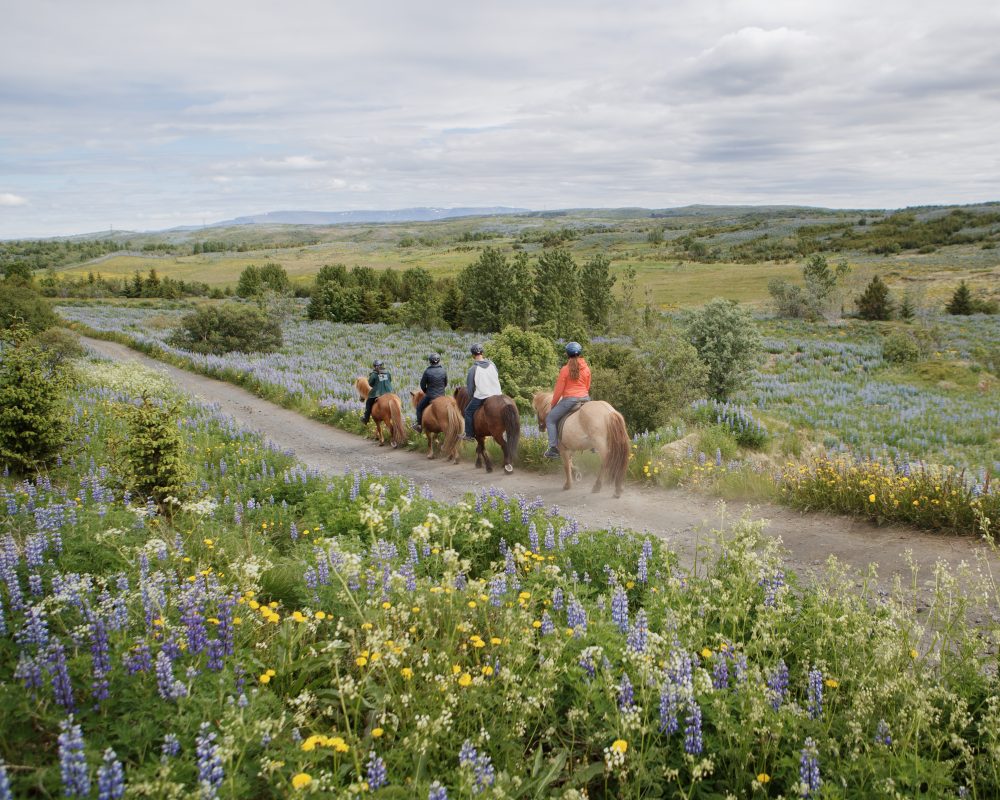 Riding through amazing nature just outside of Reykjavik